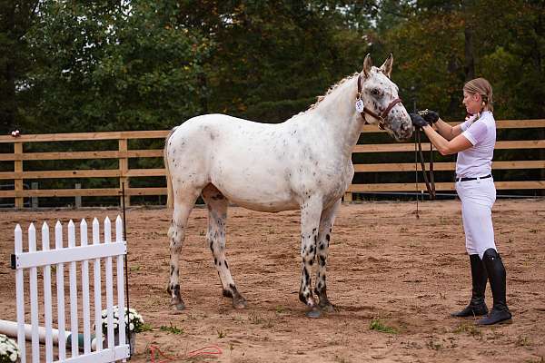 chestnut-knabstrupper-horse