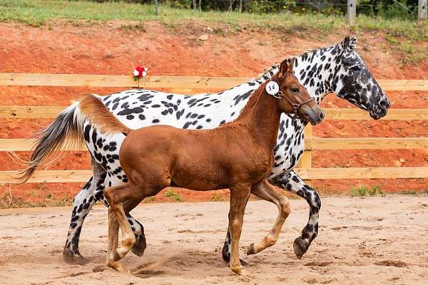 family-knabstrupper-horse