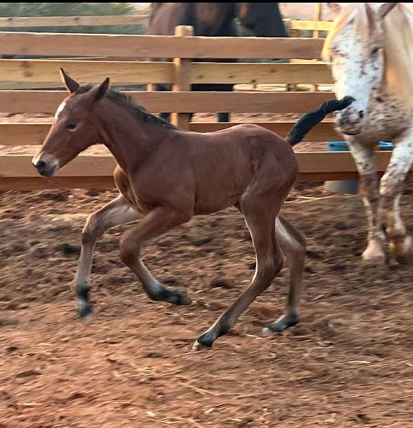 family-horse-knabstrupper