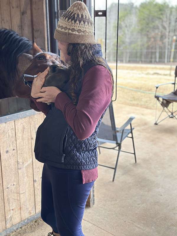 chestnut-knabstrupper-horse