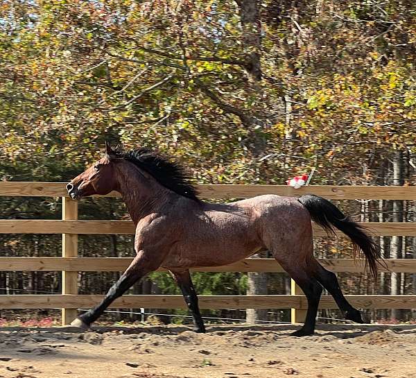 family-knabstrupper-horse