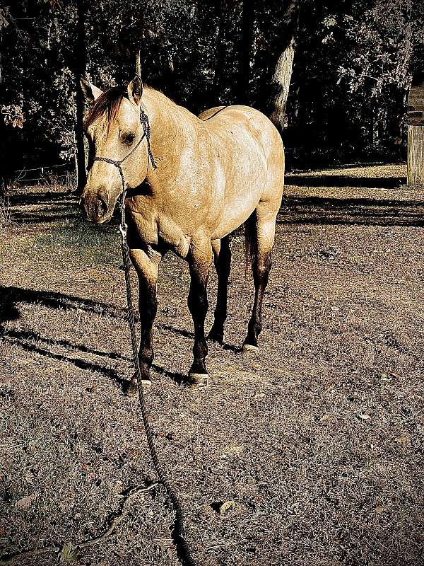 dunskin-quarter-horse-stallion