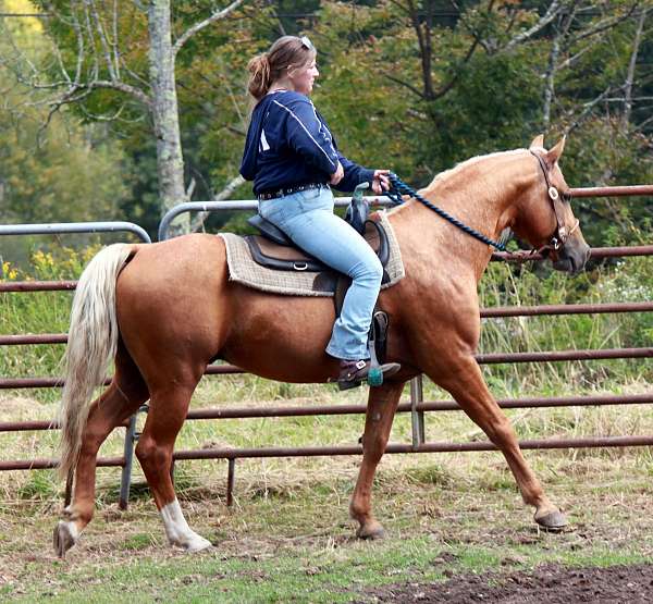 large-irregular-star-socks-horse