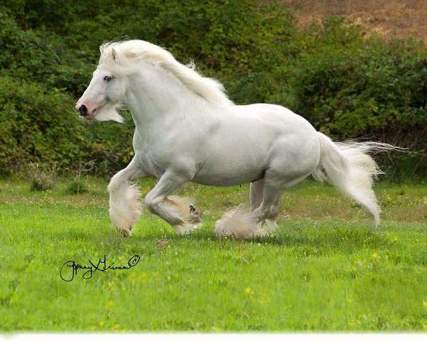 grey-gypsy-vanner-for-sale