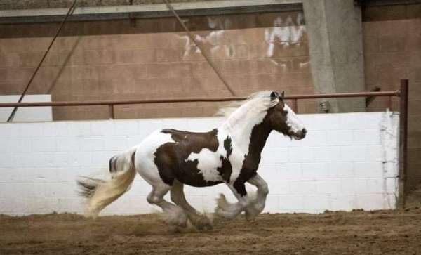male-gypsy-vanner-horse