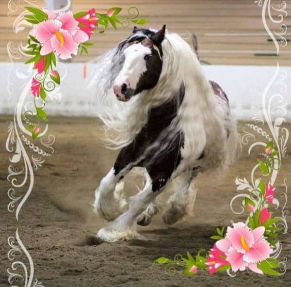registered-gypsy-vanner-horse