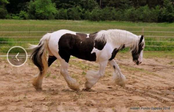 stallion-semen-gypsy-vanner-horse