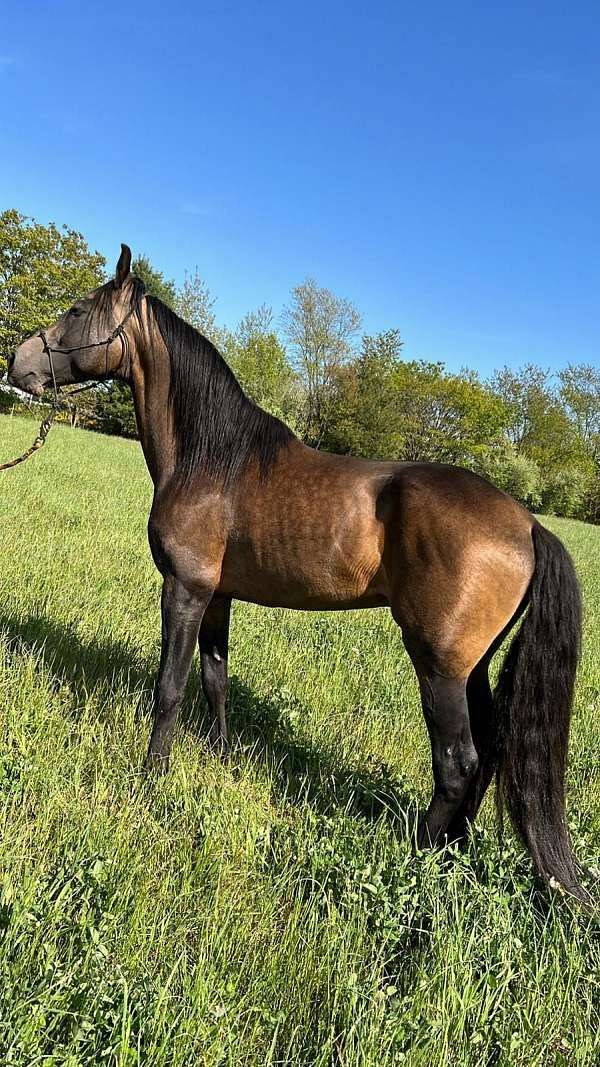 black-marchador-horse
