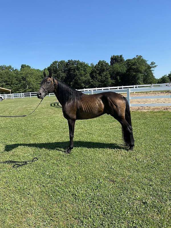 black-roan-marchador-horse