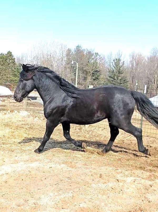 16-hand-morgan-stallion