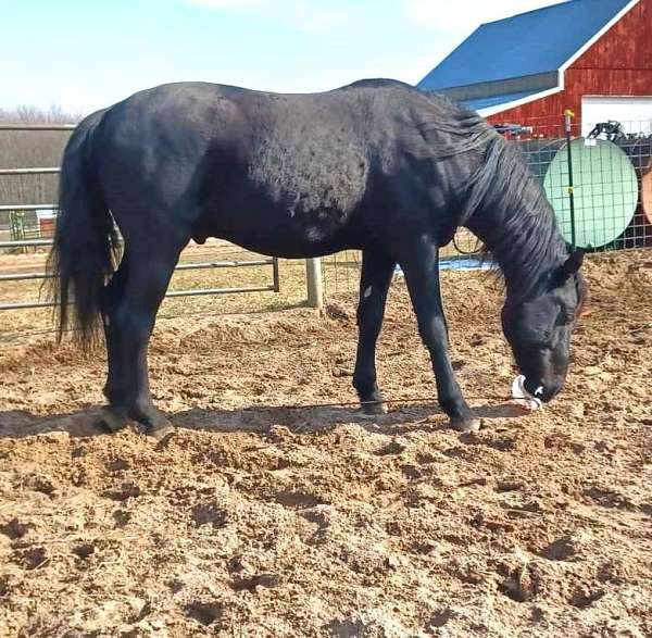 black-amha-stallion