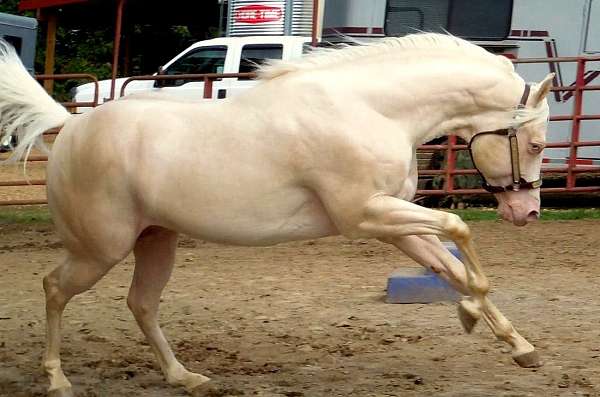 wwwdoublecreekfarmnet-horse