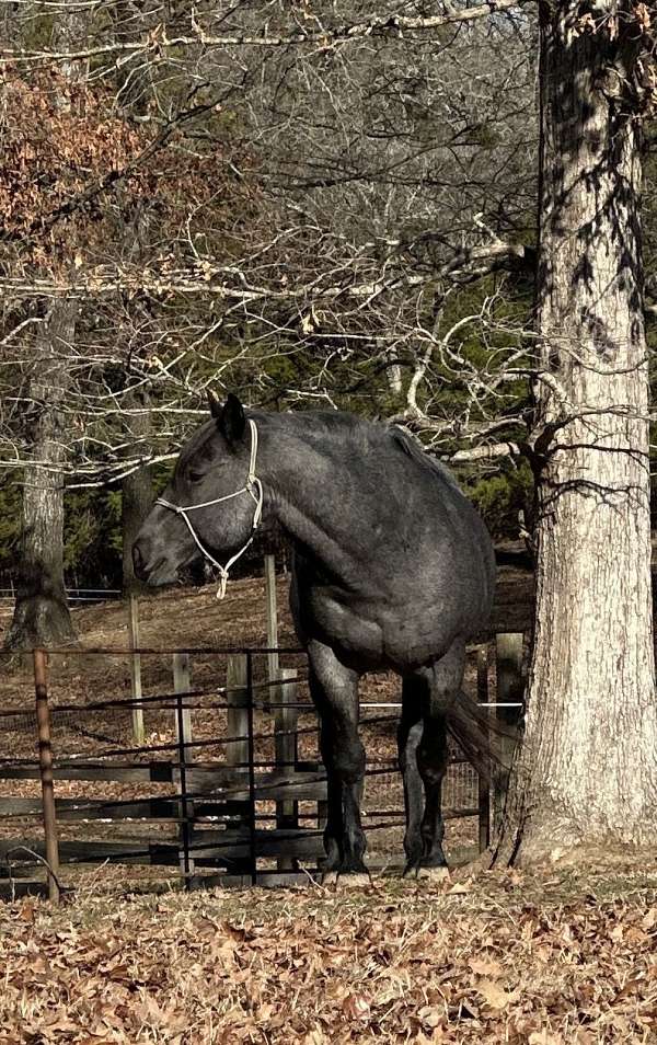 black-roan-stallion