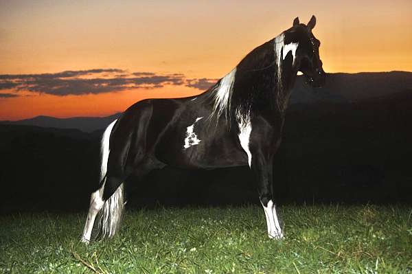 champion-tennessee-walking-horse