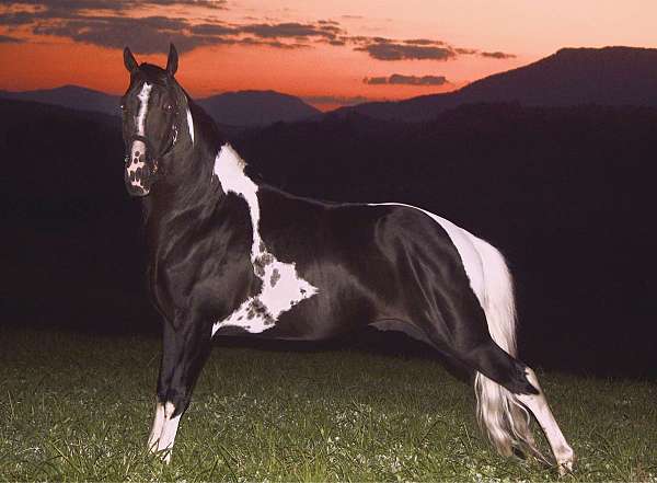racking-stallion