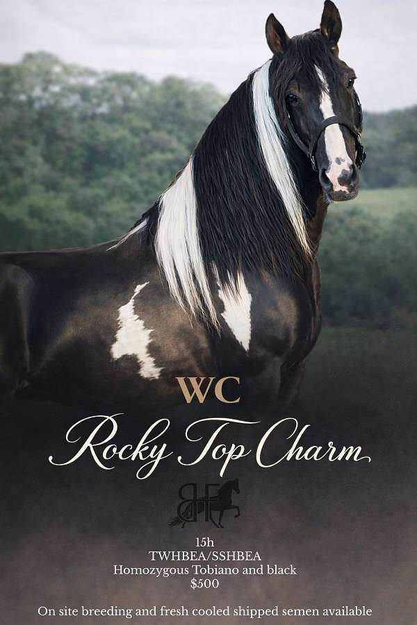 champion-tennessee-walking-horse