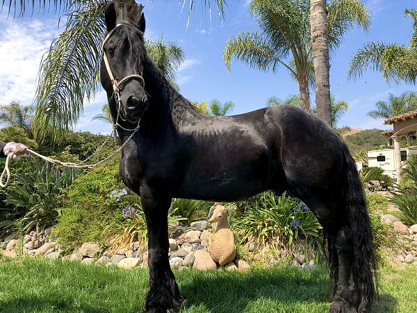 17-hand-friesian-stallion