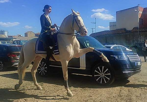 ontario-andalusian-horse