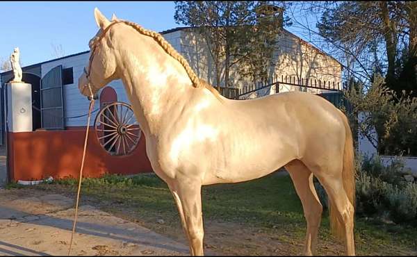 dun-factor-andalusian-horse