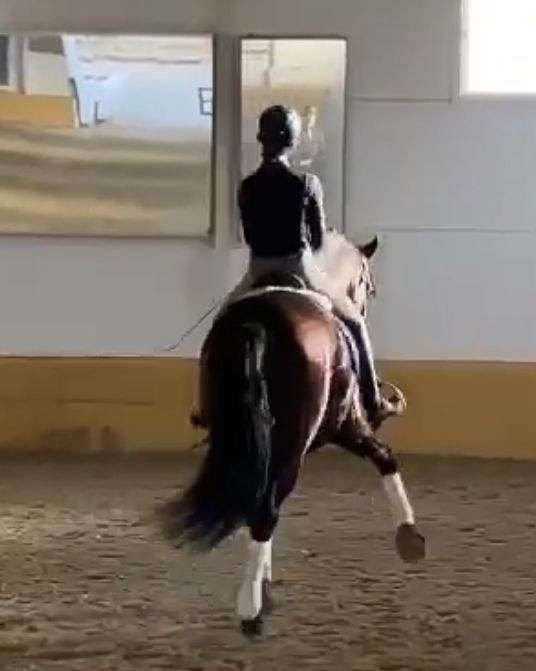 bay-andalusian-horse
