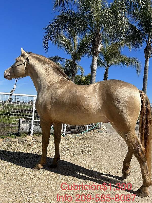 isabelo-perlino-horse-for-sale