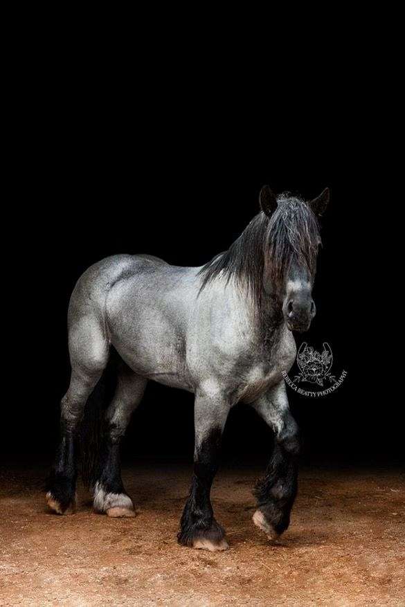 homozygous-belgian-horse