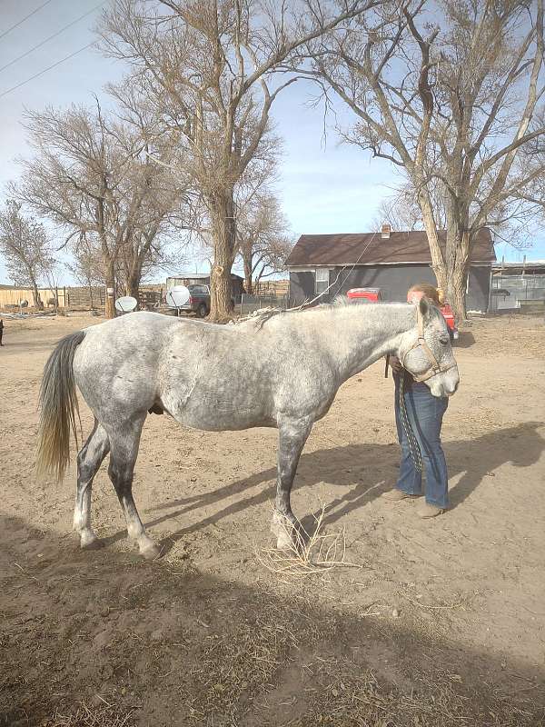 grey-gymkhana-horse