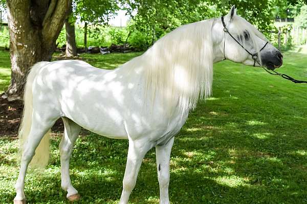 cross-welsh-pony