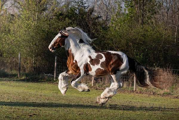 champion-drum-horse