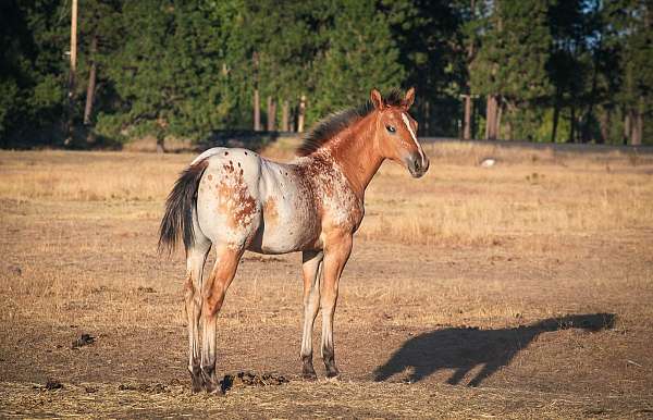 color-producer-appaloosa-horse