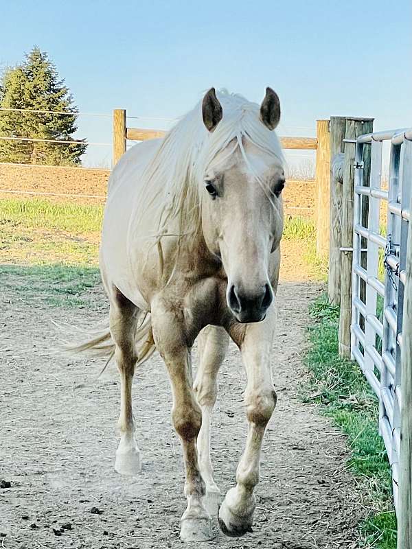 dunalino-star-horse