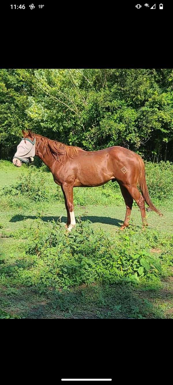 red-roan-roan-horse-for-sale