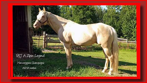 semen-horse