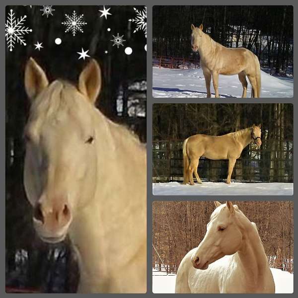 aqha-quarter-horse