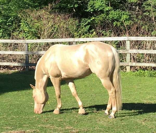 athletic-quarter-horse