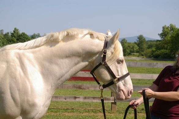 cremello-thoroughbred-for-sale