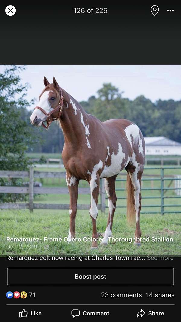 brown-white-thoroughbred-horse