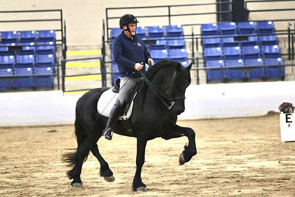 breeding-friesian-horse