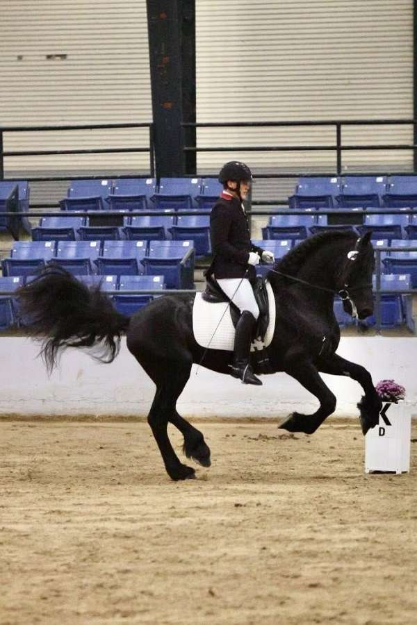 champion-bloodlines-friesian-horse