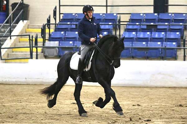 champion-pedigree-friesian-horse