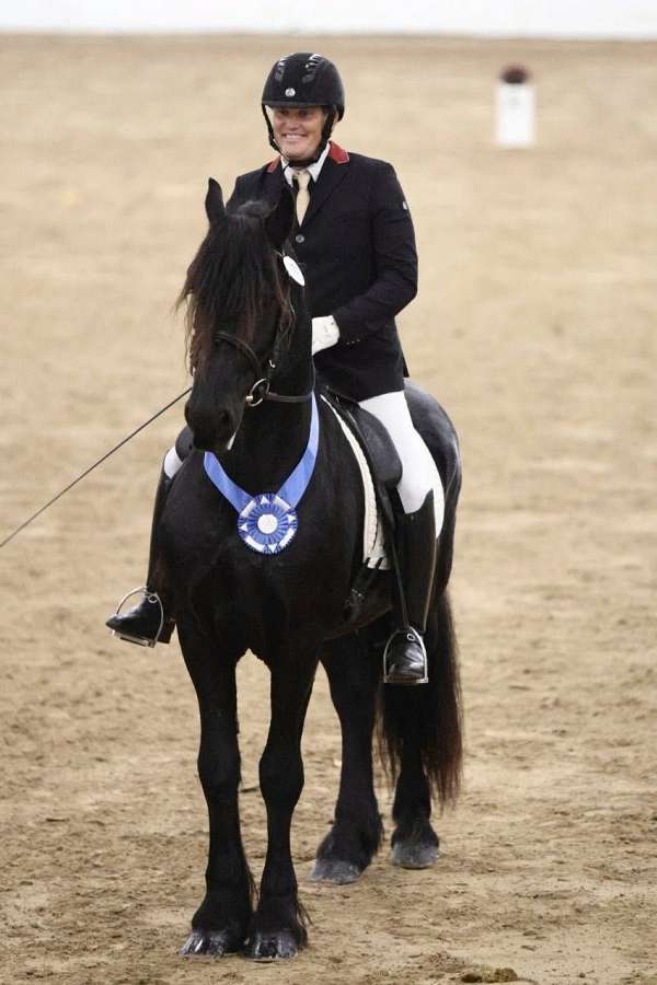colt-friesian-horse