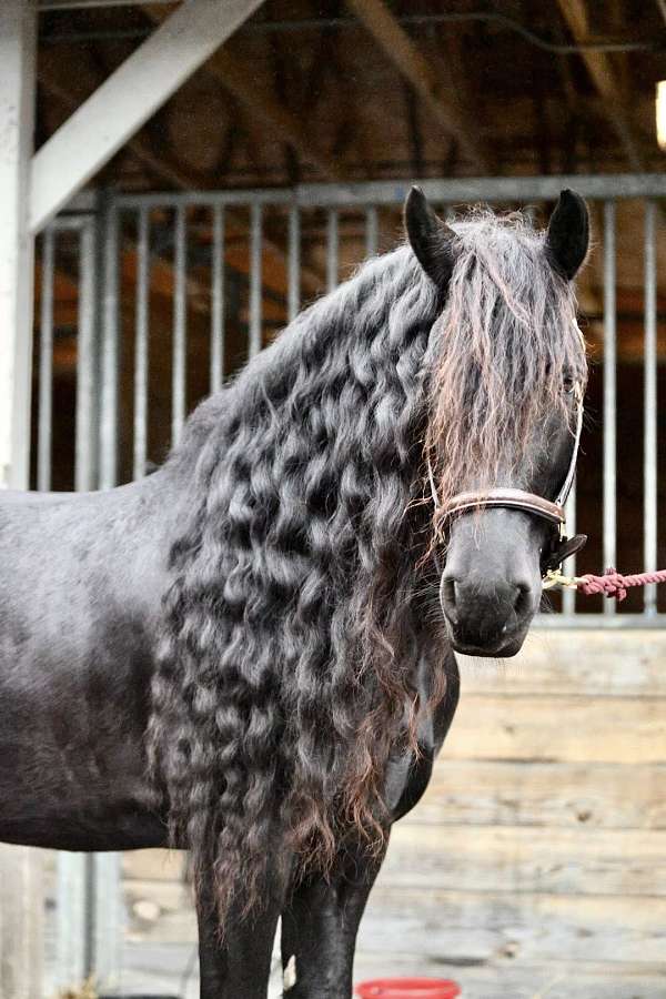 embryo-friesian-horse