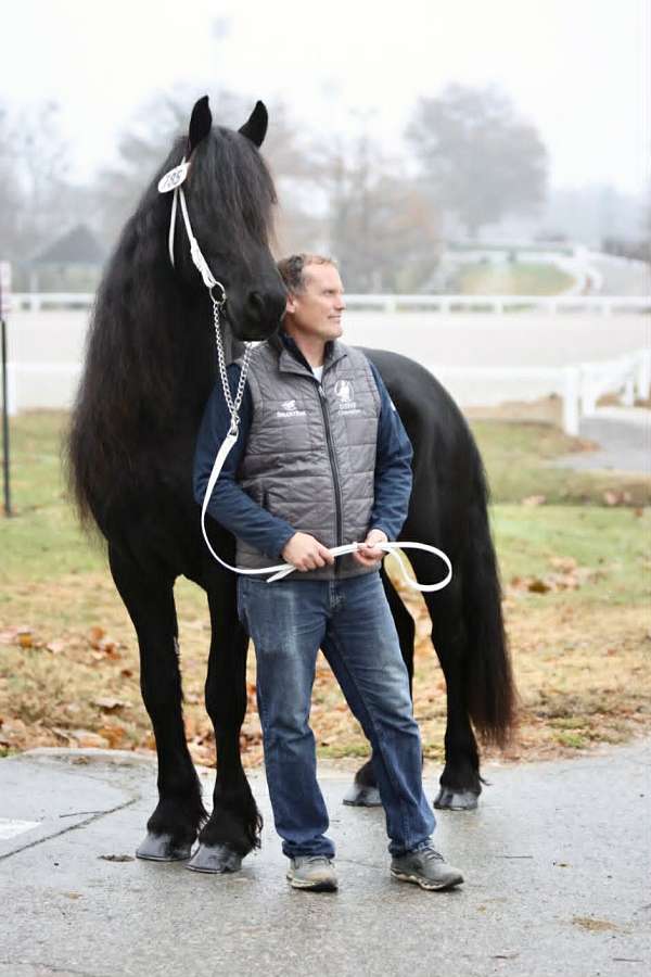 finished-friesian-horse