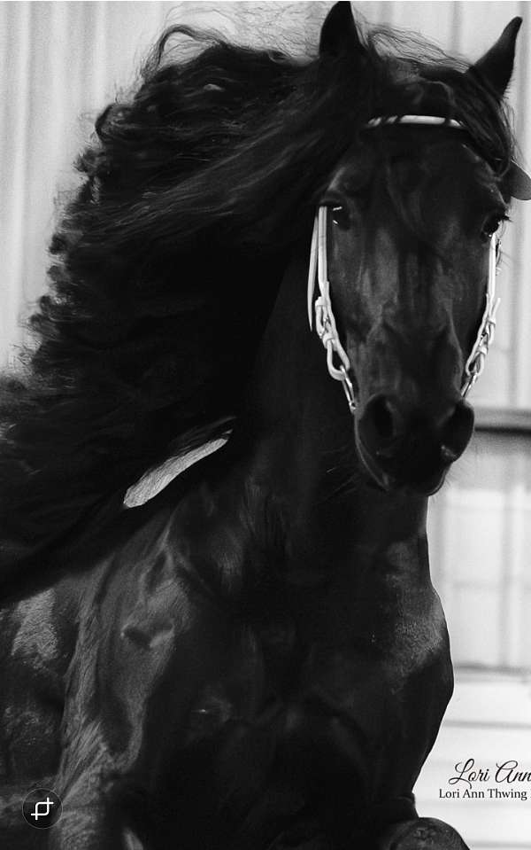 filly-friesian-horse