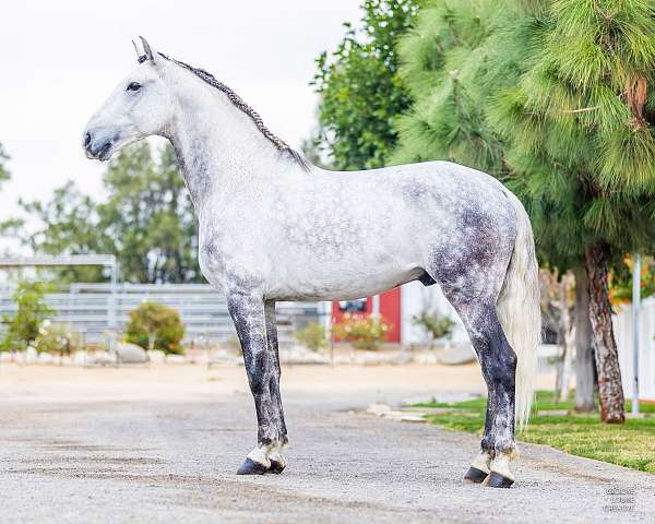 grey-apsl-stallion