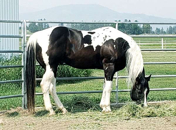 black-aphaptha-stallion