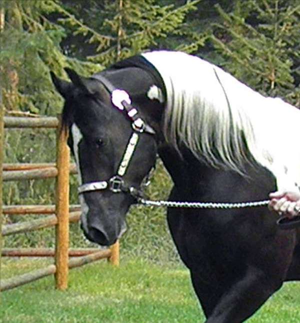 black-aphaptha-horse