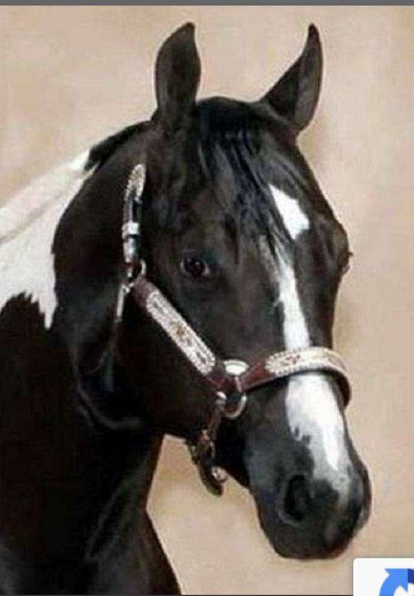 aphaptha-paint-horse