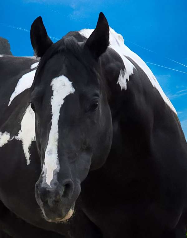 black-aphaptha-horse