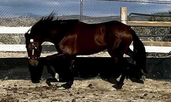 andalusian-stallion